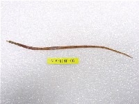 藏品(鋸吻海龍)的圖片